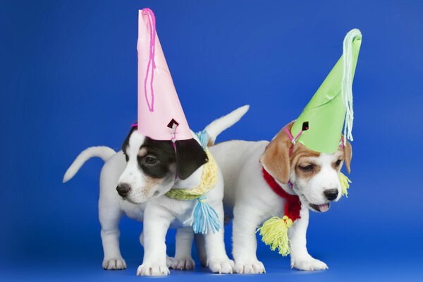 Cachorros con gorras festivas en la cabeza