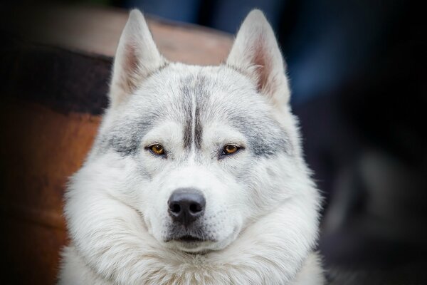 Le chien est le meilleur ami de l homme