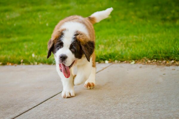 Divertido cachorro corriendo por la pista en un paseo