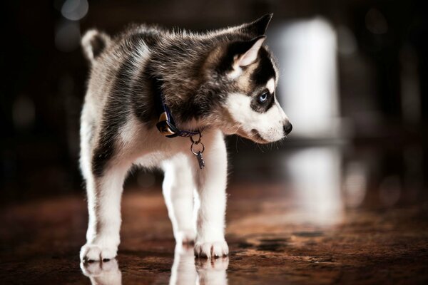 Niedlicher Husky-Welpe im Halsband