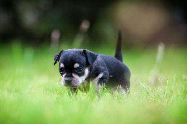 Chiot marche sur l herbe verte