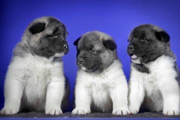 Chiots mignons moelleux sur fond bleu