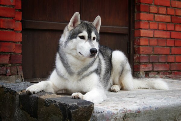 Husky leży na progu murowanego domu