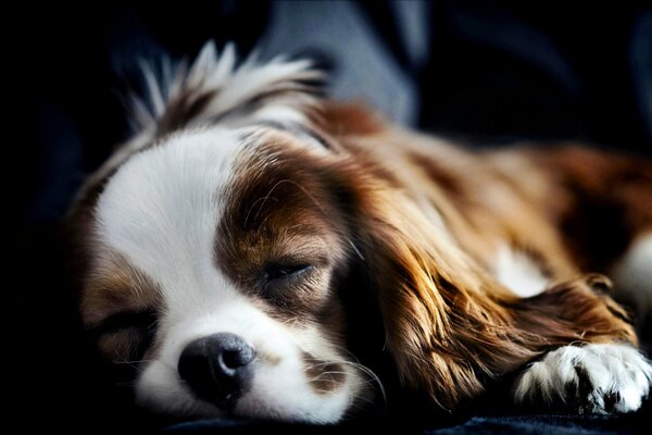 Schlafender Spaniel gesunder Schlaf