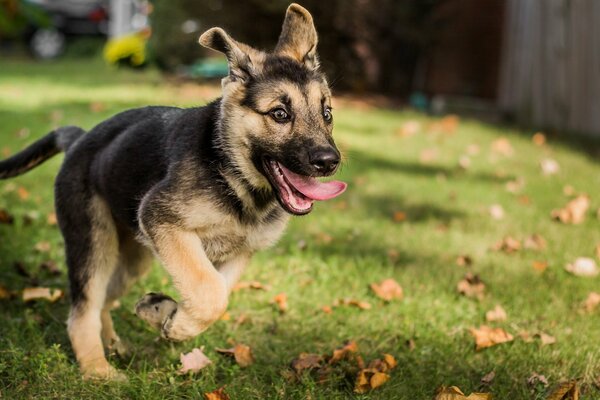 Chiot berger allemand Prairie verte