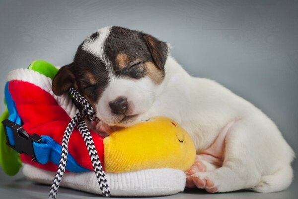 Cucciolo di cane carino addormentato