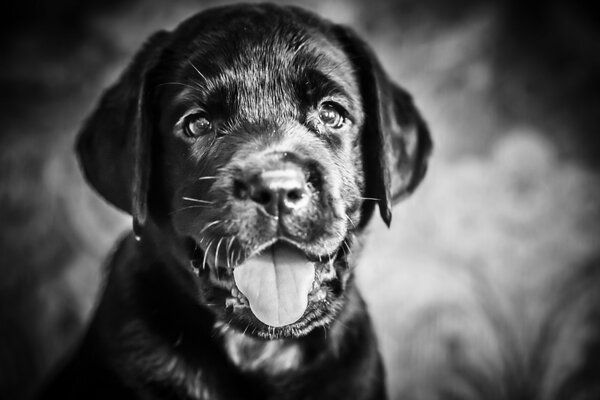 Chiot noir a sorti sa langue et regarde dans la caméra