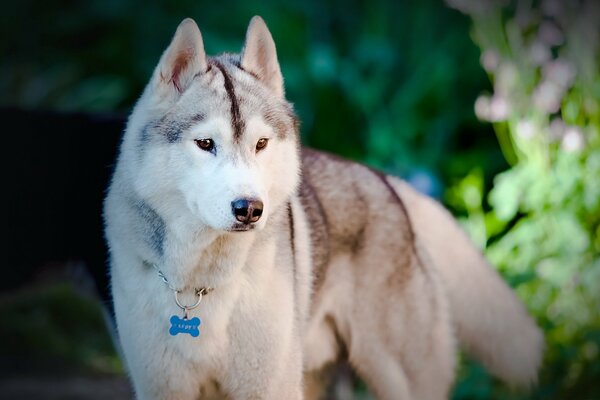 A dog that looks like a wolf in a collar with a bone