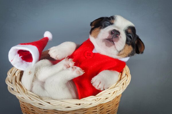 A puppy in a red suit sleeps in a basket