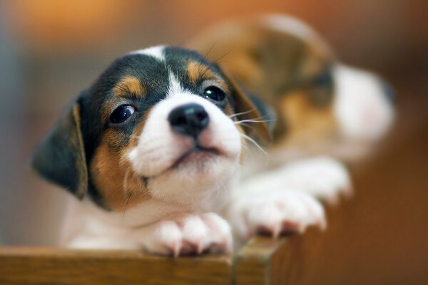 Small puppies in a wooden box