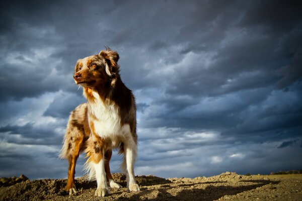 A dog against the sky