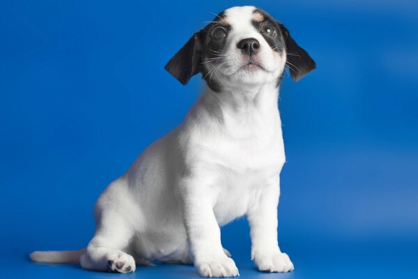 Chien mignon sur fond bleu