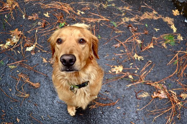 The dog s devoted view of man