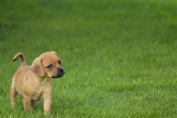 A puppy with an interesting look at the lawn