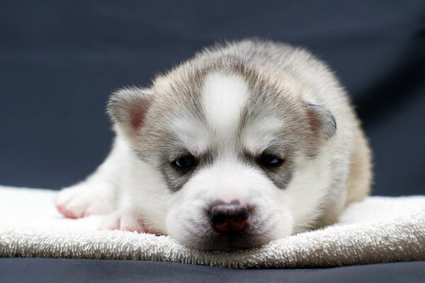 A small puppy is resting on a towel