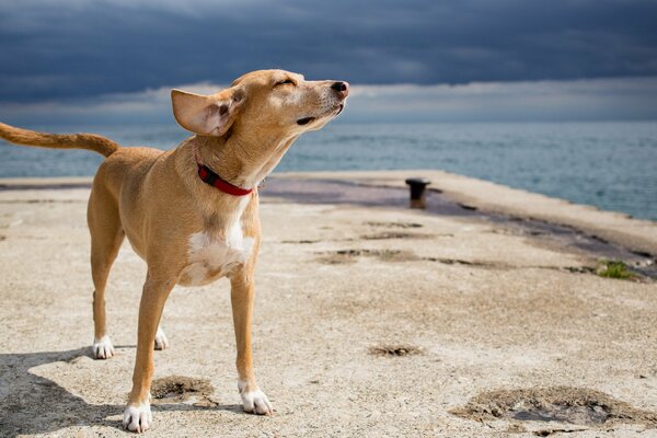 Perro disfruta del olor del mar