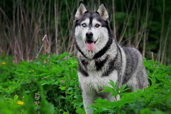 Husky o kolorowych oczach w trawie