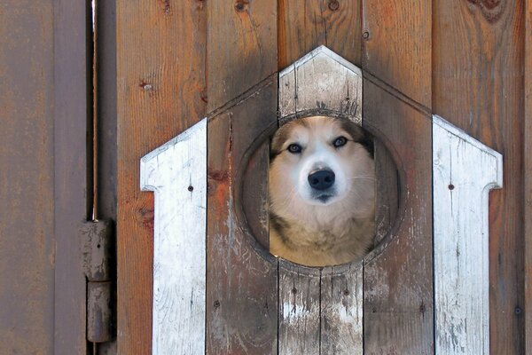 Un cane curioso fa capolino da un buco nel recinto