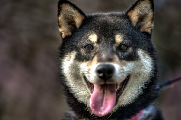 A beautiful dog sits and smiles