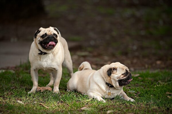 Perros amigos razas Pug en la naturaleza