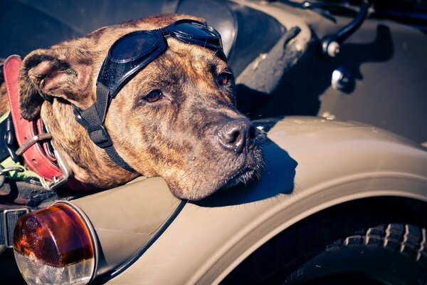 Ein Bikerhund mit Brille auf einem Motorrad