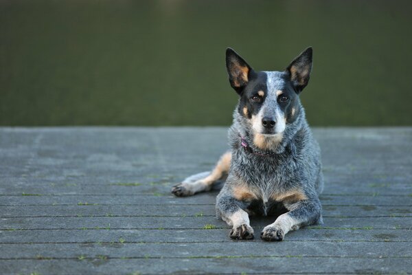 Perro pastor australiano. Rocas