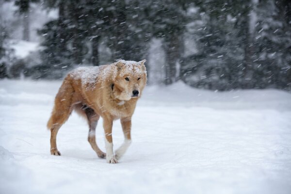 Czerwony pies w śnieżycy w lesie
