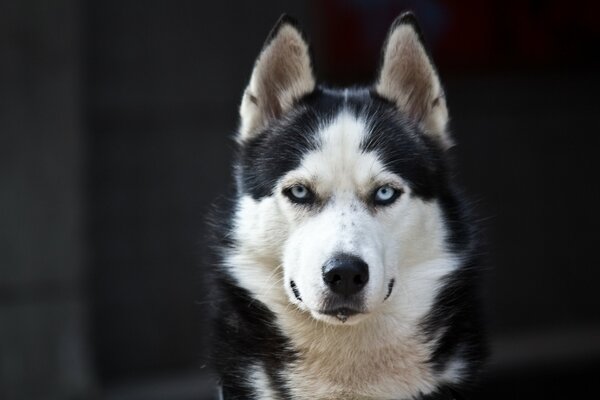 Malamute serio con gli occhi azzurri