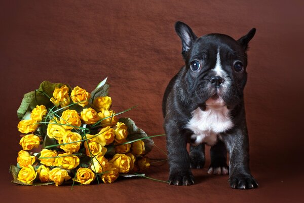 Cute puppy near a bouquet of yellow roses