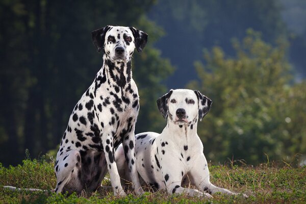 Deux Dalmatiens se trouvent sur l herbe