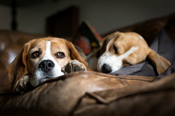 Deux chiens dorment sur le canapé