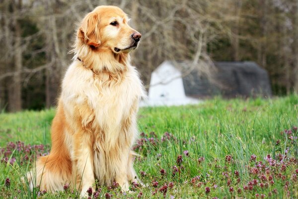 A golden retriever sits on the grass against the background of a barn