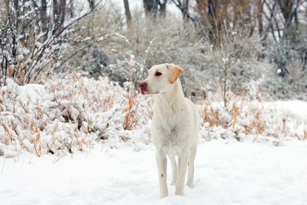 Chien blanc sur fond de neige