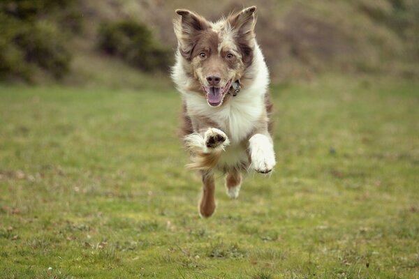 Cane gioioso mentre corre nel campo