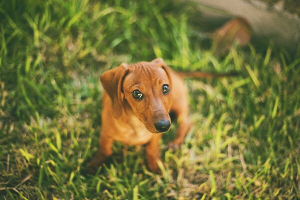 Photo mignonne d un teckel sur l herbe verte