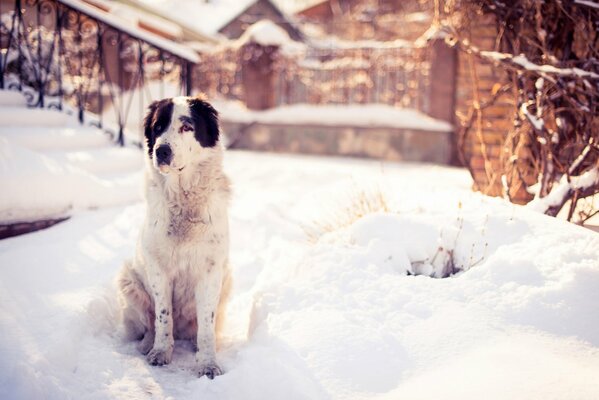 Der Hund sitzt im Winter in der Nähe der Veranda