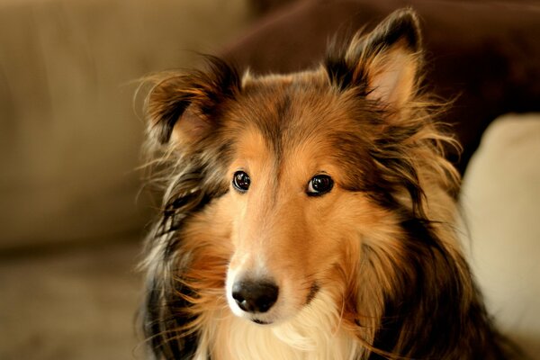 Photo d un chien avec un regard gentil