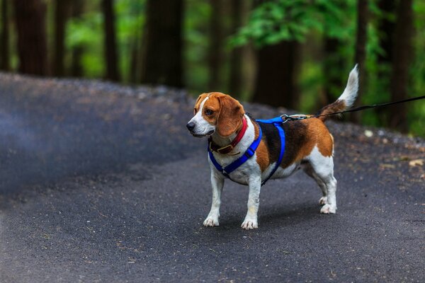 Opciones de arnés para perros Beagle