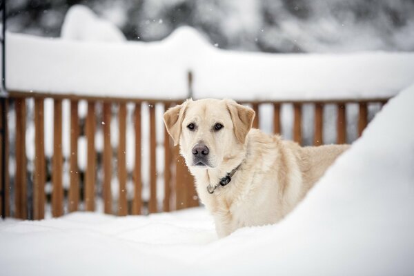 Golden retriever na zimowym podwórku na tle drewnianego ogrodzenia