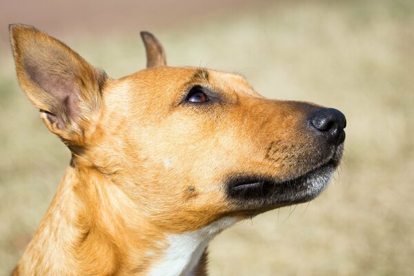 Der Hund schaut dem Besitzer treu zu