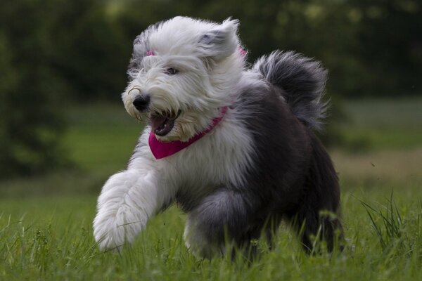 Cachorro blanco corriendo en un Prado verde