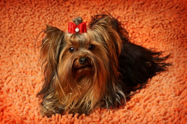 Yorkshire Terrier with a red bow on an orange rug