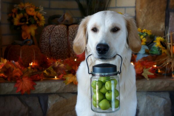 White dog carries apples