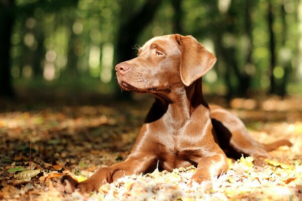 Photo of a dog in sunny autumn on the street