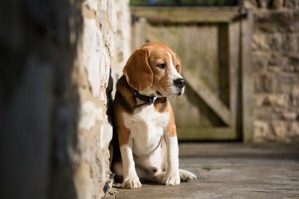 Tristes lindos perros solitarios