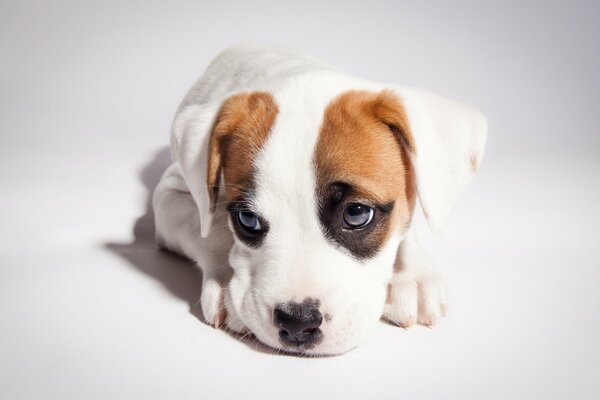 A white pit bull puppy with a brown ear