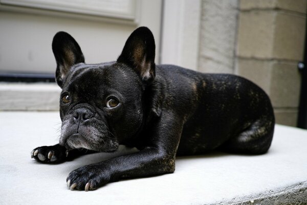 Die kleine schwarze Bulldogge liegt