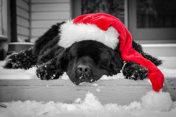 Chien noir dans le chapeau rouge dort sur la neige