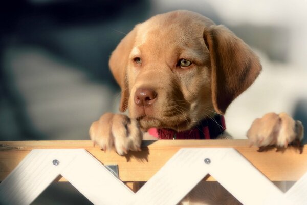 Cachorro con una mirada linda en la cerca