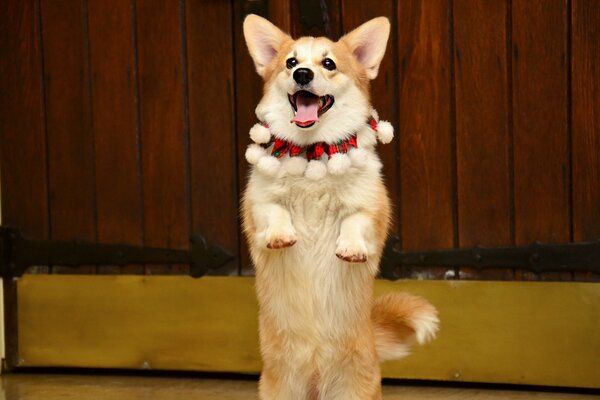 Glücklicher Corgi auf den Hinterbeinen